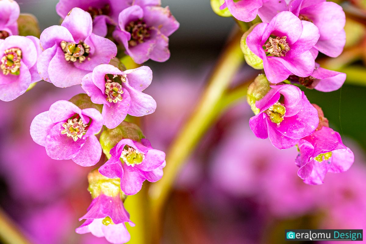 Dieses Makro-Foto zeigt einige lilafarbige Blüten einer Garten-Bergenie.