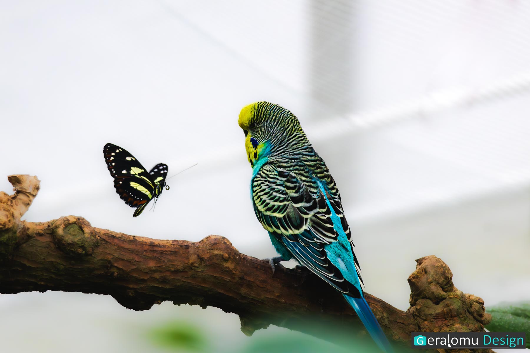 Dieses Naturfoto zeigt einen Schmetterling und einen blauen Wellensittich im Blickkontakt.